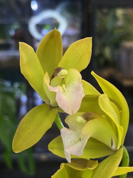 Storczyk Cymbidium Tiger Tail 'Fairy Dance', kolekcjonerska odmiana o kaskadowych, miodowo-żółtych kwiatach z tygrysim wzorem na warżce, luksusowa roślina ozdobna, Variegarden.