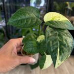 Epipremnum sp. Sulawesi, rzadka roślina kolekcjonerska o smukłych, lancetowatych liściach, egzotyczne pnącze z Indonezji, Variegarden.