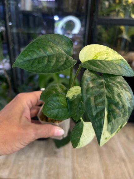 Epipremnum sp. Sulawesi, rzadka roślina kolekcjonerska o smukłych, lancetowatych liściach, egzotyczne pnącze z Indonezji, Variegarden.