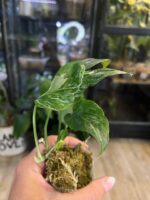 Epipremnum sp. Merapi #1 - obrazek 5