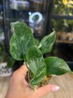 Epipremnum sp. Merapi #1 - obrazek 3