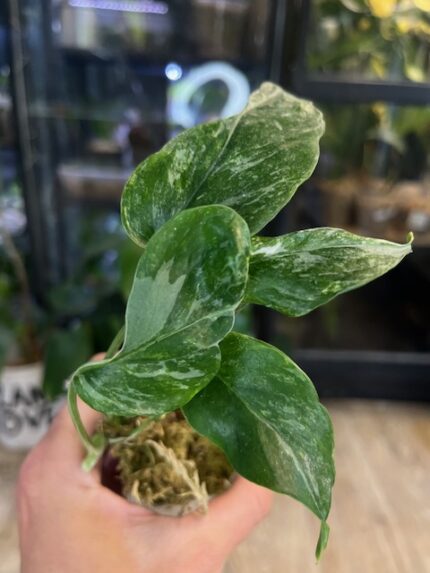Epipremnum sp. Merapi, rzadka roślina kolekcjonerska o wydłużonych, ciemnozielonych liściach, egzotyczne pnącze z rejonów wulkanicznych, Variegarden.