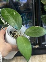 Hoya KSB 01 #1 - obrazek 3