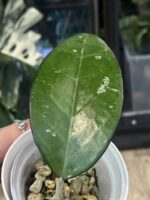 Hoya KSB 01 #1 - obrazek 4