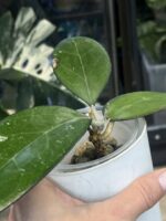 Hoya KSB 01 #1 - obrazek 5