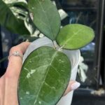 Hoya KSB 01