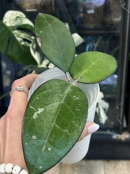 Hoya KSB 01