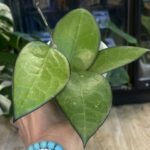 Hoya KSB 01 #4