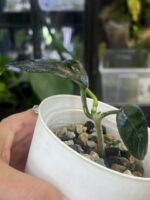 Hoya villosa #1 - obrazek 3