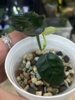 Hoya villosa #1 - obrazek 2