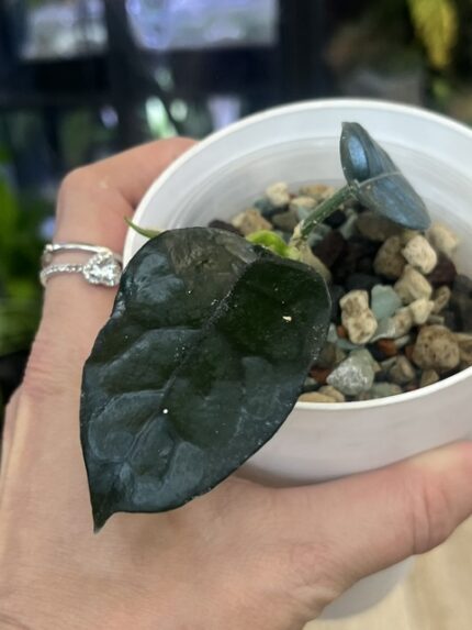 Hoya villosa, niezwykle rzadki botaniczny gatunek hoi o wielkich, wydłużonych liściach z mocno pofalowanymi brzegami i wyraźnym unerwieniem, pokryty miękkim pluszowym kutnerem, Variegarden.