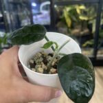 Hoya villosa – zachwyć się monumentalnymi, pofalowanymi liśćmi o pluszowej strukturze. Poznaj zasady uprawy tego unikatowego pnącza w Variegarden.