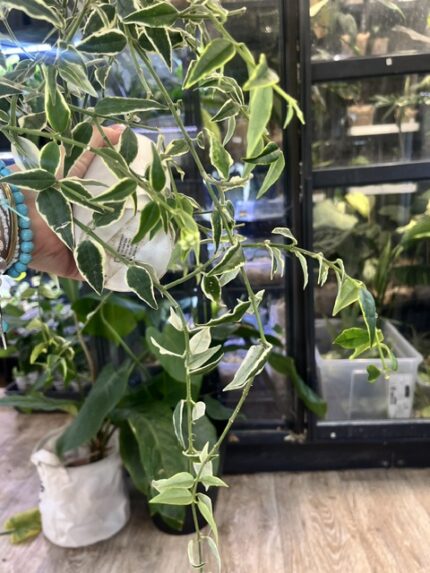 Hoya bella albomarginata, rzadka roślina kolekcjonerska o drobnych, lancetowatych liściach z białym marginesem, wisząca hoya z porcelanowymi kwiatami, Variegarden.