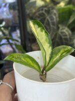 Hoya carnosa 'Brasil' #4 - obrazek 3