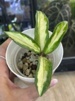 Hoya carnosa 'Brasil' #5 - obrazek 2