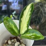 Hoya carnosa Brasil, kolekcjonerska odmiana o grubych, woskowych liściach z trójkolorowym wybarwieniem w odcieniach żółci, limonki i zieleni, pachnąca roślina pnąca, Variegarden.