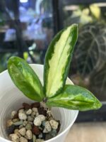 Hoya carnosa Brasil, kolekcjonerska odmiana o grubych, woskowych liściach z trójkolorowym wybarwieniem w odcieniach żółci, limonki i zieleni, pachnąca roślina pnąca, Variegarden.