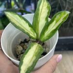 Hoya carnosa Brasil, kolekcjonerska odmiana o grubych, woskowych liściach z trójkolorowym wybarwieniem w odcieniach żółci, limonki i zieleni, pachnąca roślina pnąca, Variegarden.