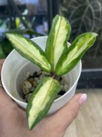 Hoya carnosa Brasil, kolekcjonerska odmiana o grubych, woskowych liściach z trójkolorowym wybarwieniem w odcieniach żółci, limonki i zieleni, pachnąca roślina pnąca, Variegarden.