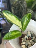 Hoya carnosa 'Brasil' #4 - obrazek 2
