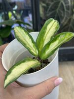 Hoya carnosa 'Brasil' #5 - obrazek 3