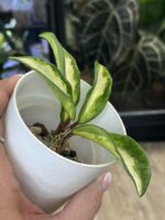 Hoya carnosa 'Brasil' #5 - obrazek 4