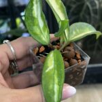 Hoya carnosa Brasil, kolekcjonerska odmiana o grubych, woskowych liściach z trójkolorowym wybarwieniem w odcieniach żółci, limonki i zieleni, pachnąca roślina pnąca, Variegarden.