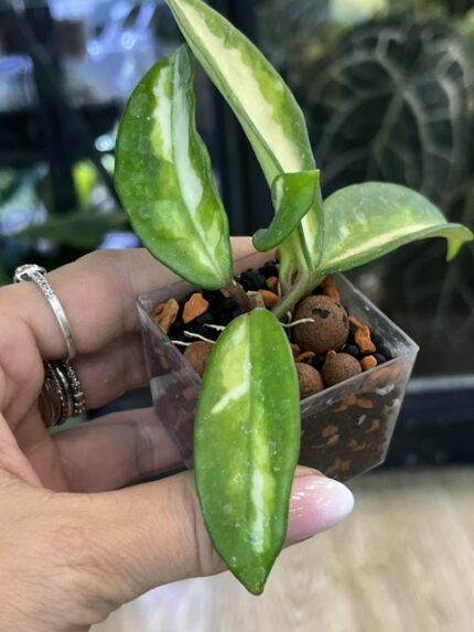 Hoya carnosa Brasil, kolekcjonerska odmiana o grubych, woskowych liściach z trójkolorowym wybarwieniem w odcieniach żółci, limonki i zieleni, pachnąca roślina pnąca, Variegarden.