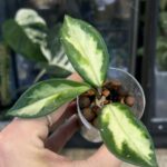 Hoya carnosa Rubra Krimson Princess, kolekcjonerska roślina o grubych, woskowych liściach z kremowym środkiem i rubinowo-różowymi młodymi przyrostami, pachnące pnącze, Variegarden.