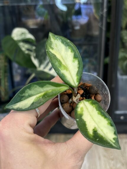 Hoya carnosa Rubra Krimson Princess, kolekcjonerska roślina o grubych, woskowych liściach z kremowym środkiem i rubinowo-różowymi młodymi przyrostami, pachnące pnącze, Variegarden.