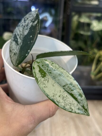 Hoya carnosa 'Wilbur Graves'