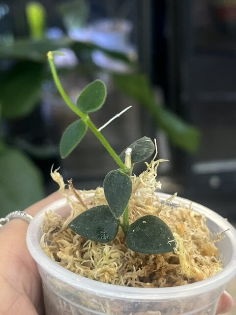 Hoya chinghungensis #1 - VarieGarden Świat Roślin