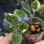 Hoya lacunosa Asami Wonosobo