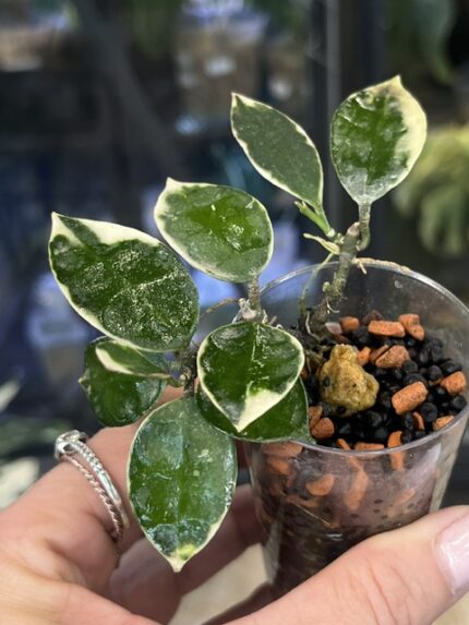 Hoya lacunosa Asami Wonosobo