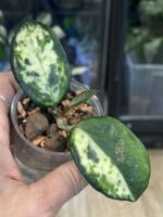 Hoya carnosa Madara 'Green Edge' #2 - obrazek 4