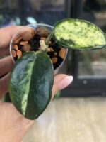 Hoya carnosa Madara 'Green Edge' #1 - obrazek 2
