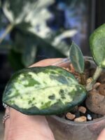 Hoya carnosa Madara 'Green Edge' #2 - obrazek 3
