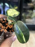 Hoya carnosa Madara 'Green Edge' #1 - obrazek 3