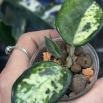 Hoya lacunosa 'Madara Green Edge'