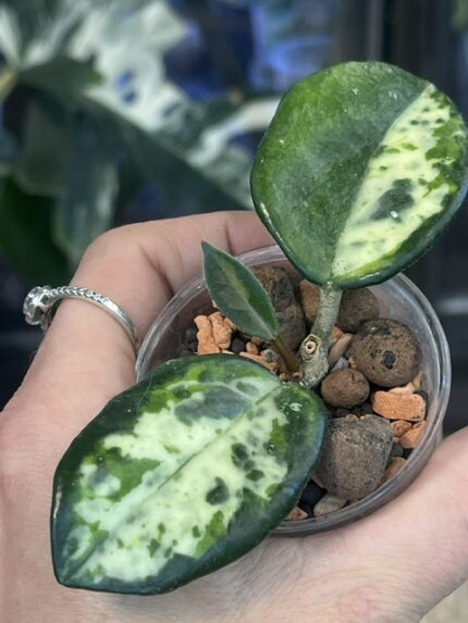 Hoya lacunosa 'Madara Green Edge'