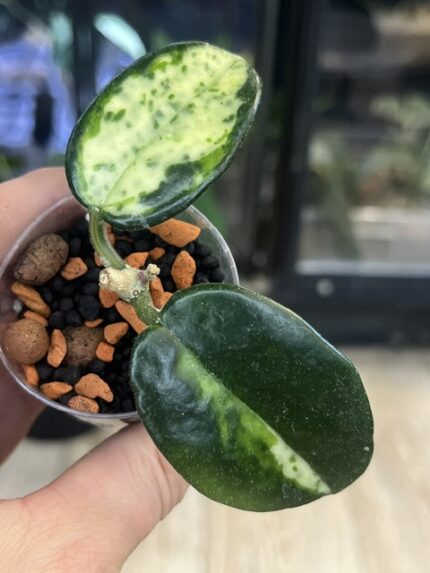 Hoya carnosa Madara 'Green Edge'