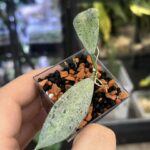 Hoya Winter Pandora, rzadka roślina kolekcjonerska o grubych liściach ze srebrzystym wzorem typu splash, luksusowa hoya o woskowym ulistnieniu, Variegarden.