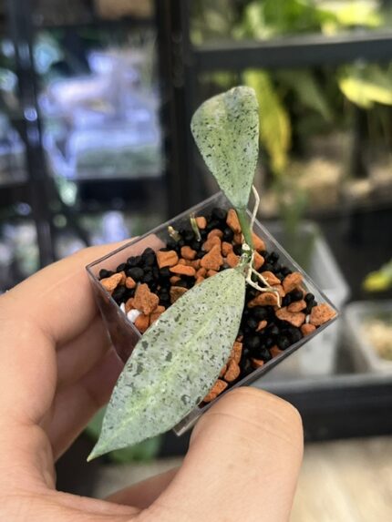 Hoya Winter Pandora, rzadka roślina kolekcjonerska o grubych liściach ze srebrzystym wzorem typu splash, luksusowa hoya o woskowym ulistnieniu, Variegarden.