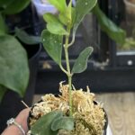Hoya manipurensis #2