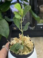 Hoya manipurensis #2