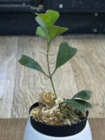 Hoya manipurensis – geometryczny rarytas o liściach jak rybi ogon. Poznaj zasady uprawy tej niezwykle rzadkiej, kolekcjonerskiej hoi w Variegarden.