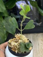Hoya manipurensis #2 - obrazek 2