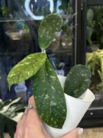 Hoya meredithii Aceh splash #3 - obrazek 2