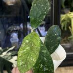 Hoya meredithii Aceh splash