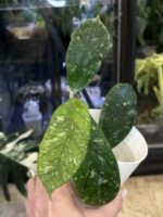 Hoya meredithii Aceh splash